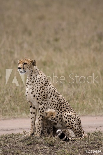 Bild på wet cheetah